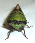 Aphid's Avatar