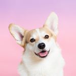 Corgiwatch's Avatar